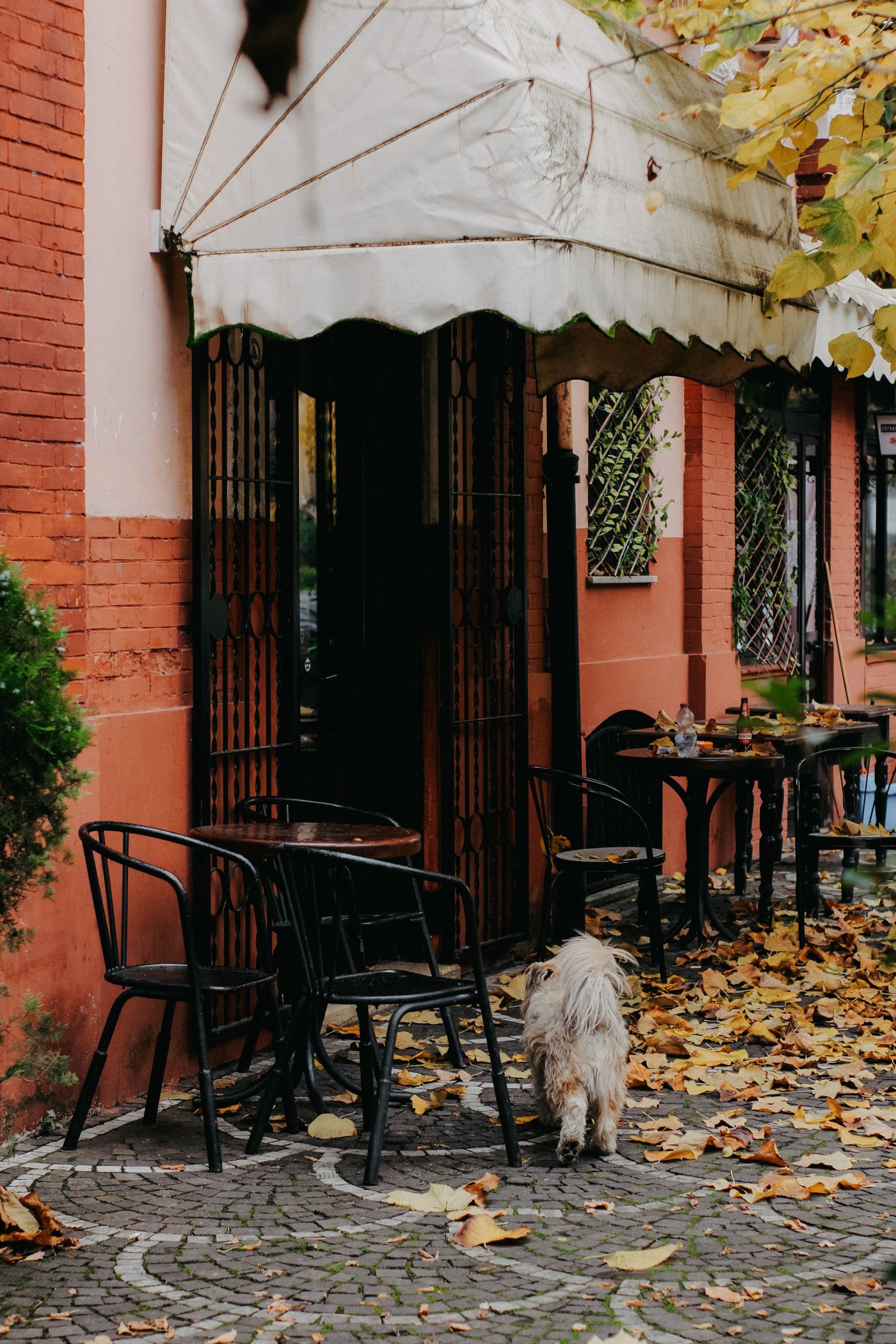 Kleiner weißer Hund läuft zwischen Cafétischen durch Herbstlaub